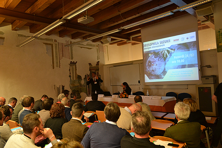 Drosophila suzukii: esperienze europee e italiane per la gestione del carpofago su vite