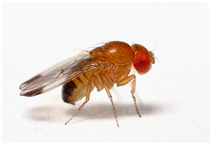 Drosophila suzukii